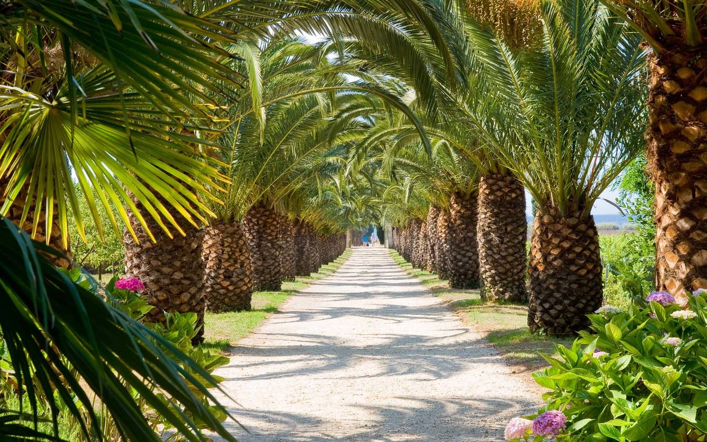 avenue with palms along the path luxury 5 star hotel french riviera saint-tropez chateau valmer